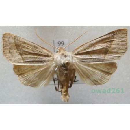 Mesogona oxalina (Hübner, 1803) Slovakia99